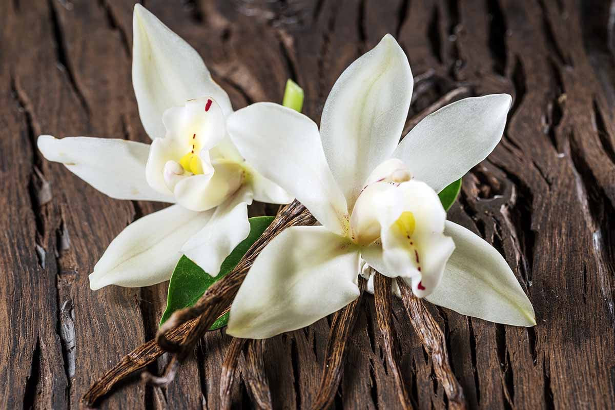 Vanilla 28(Type) Fragrance Oil